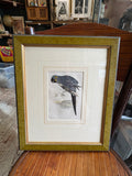 Pair of Hand-Coloured Parrot Engravings, Circa 1860