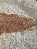 Extreme close-up of Knightia fossil fish head and body showing exceptional detail of skull, individual vertebrae, ribs and fin rays preserved in rust-brown mineral tones in limestone matrix