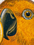 Close-up of orange-headed parrot's eye and beak in Eclectus engraving