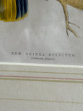 New Guinea Eclectus engraving title and Latin name detail