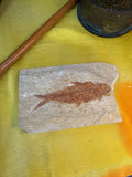 Top-down view of Knightia fossil fish preserved in pale cream limestone shale matrix, showing complete fish skeleton with fins, scales and spine in warm rust-brown mineral tones