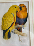 Close-up of New Guinea Eclectus parrots engraving showing pair perched together