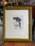 Framed hand-coloured engraving of Hyacinthine Macaw on shop display