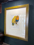 Framed hand-coloured engraving of New Guinea Eclectus parrots on shop display