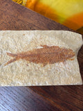 Fossil Fish – Knightia – Eocene Epoch – Green River Formation, Wyoming – c.50 Million Years Old