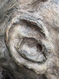 Close-up detail of ear on plaster sculpture maquette