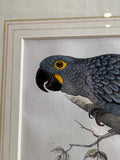 Close-up of Hyacinthine Macaw engraving showing bird on branch