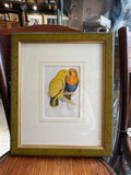 Pair of Hand-Coloured Parrot Engravings, Circa 1860