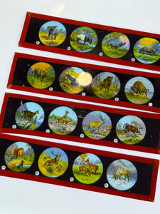 Primus Magic Lantern Slides – Series I: Animals – Set of 9 – Hand Painted