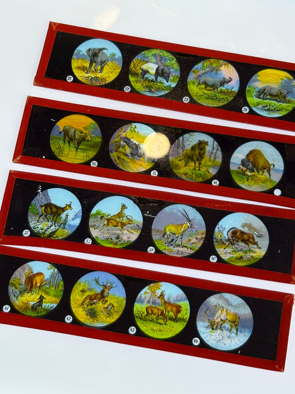 Primus Magic Lantern Slides – Series I: Animals – Set of 9 – Hand Painted