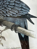 Pair of Hand-Coloured Parrot Engravings, Circa 1860
