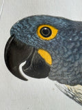 Pair of Hand-Coloured Parrot Engravings, Circa 1860