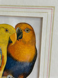 Pair of Hand-Coloured Parrot Engravings, Circa 1860