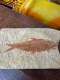 Full overhead view of Knightia fossil fish in pale cream limestone matrix on wooden surface, showing complete specimen with clearly preserved spine, scales, dorsal and pectoral fins and tail​​​​​​​​​​​​​​​​