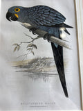 Pair of Hand-Coloured Parrot Engravings, Circa 1860
