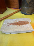 Three-quarter view of Knightia Eocene fossil fish in limestone shale matrix showing full body detail including dorsal fin, lateral line and tail on yellow fabric surface